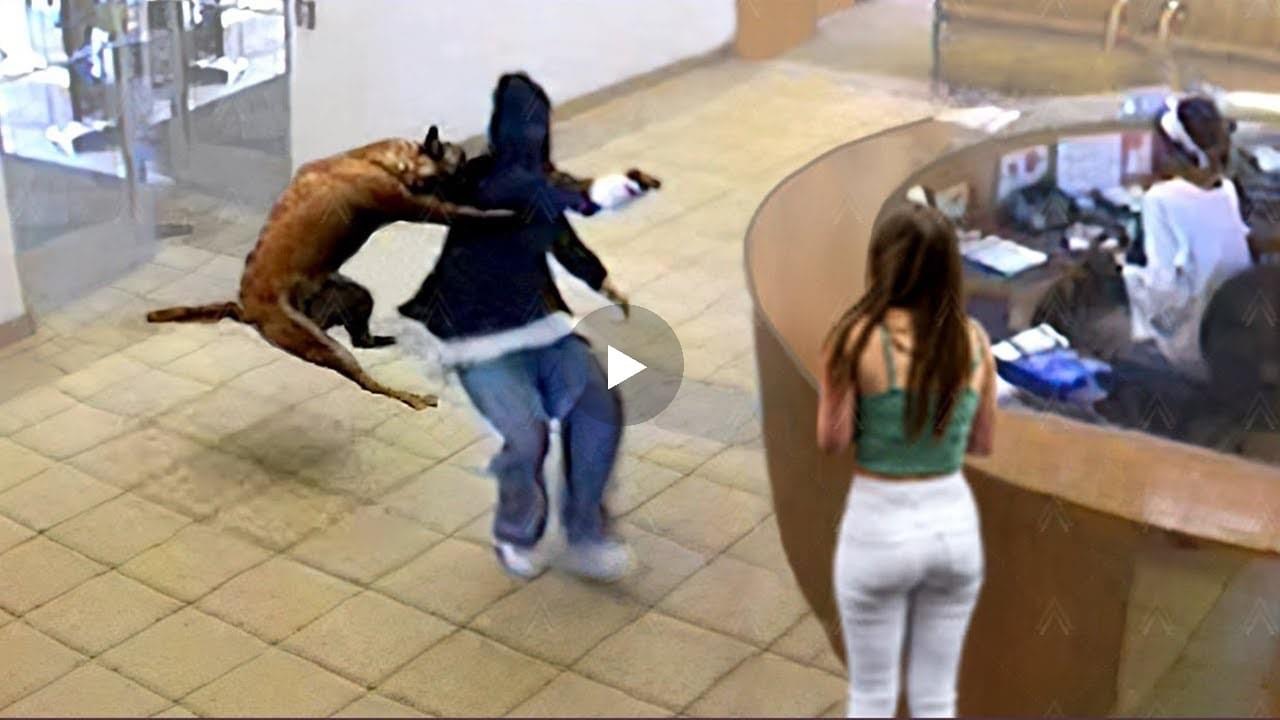 Ja pamjet mahnitëse, kur qeni arrin ti shpëton jetën kësaj vajze në momentin e fundit nga ky njeri (VIDEO)